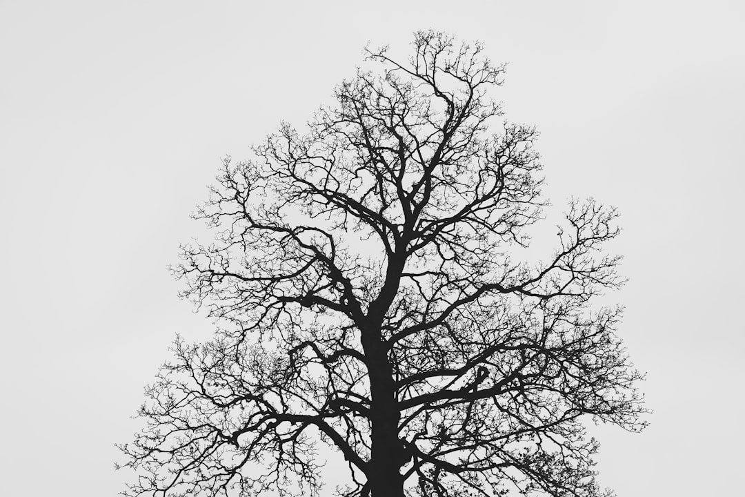 Photo Tree branches